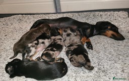 Miniature Dachshund dogs for sale: 5 beautiful miniature dachshund pups for sale - Image 11