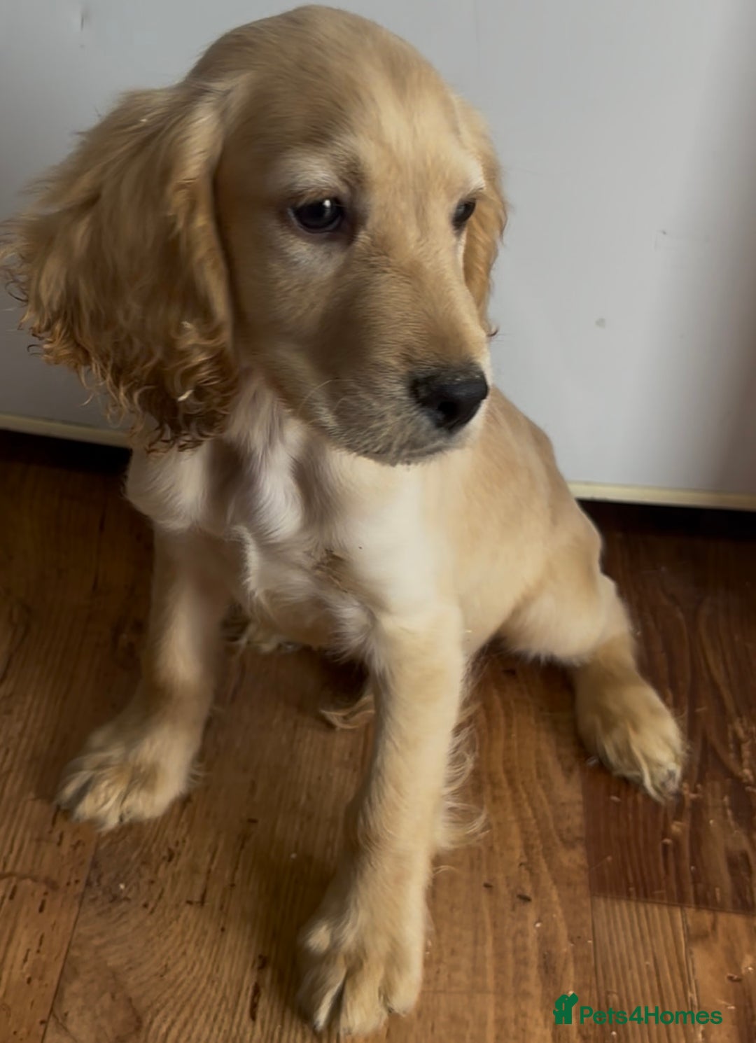 Cocker Spaniel dogs for sale: Beautiful gold cocker spaniels for sale  - Image 2
