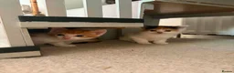 Mixed Breed cats for sale: BEAUTIFUL KITTENS in Cullompton - Advert 11