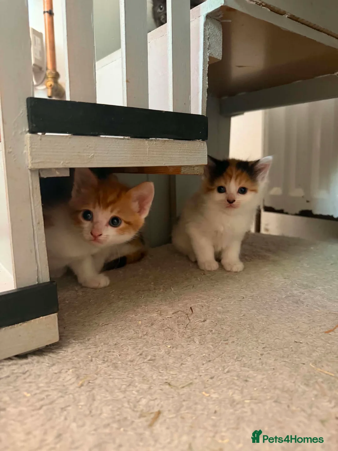 Mixed Breed cats for sale: BEAUTIFUL KITTENS in Cullompton - Advert 11