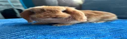 Mini Lop rabbits for sale: 🦋Pure Breed Mini plush lop 🦋 in Halstead - Advert 16
