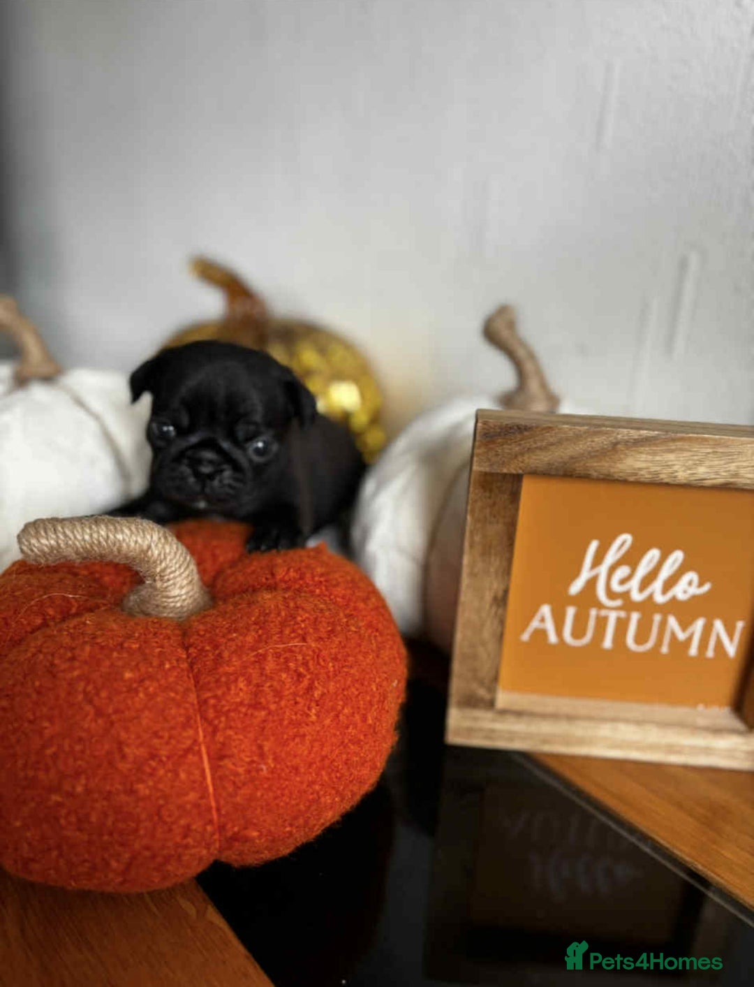 Pug dogs for sale: Beautiful Pugs  - Image 2