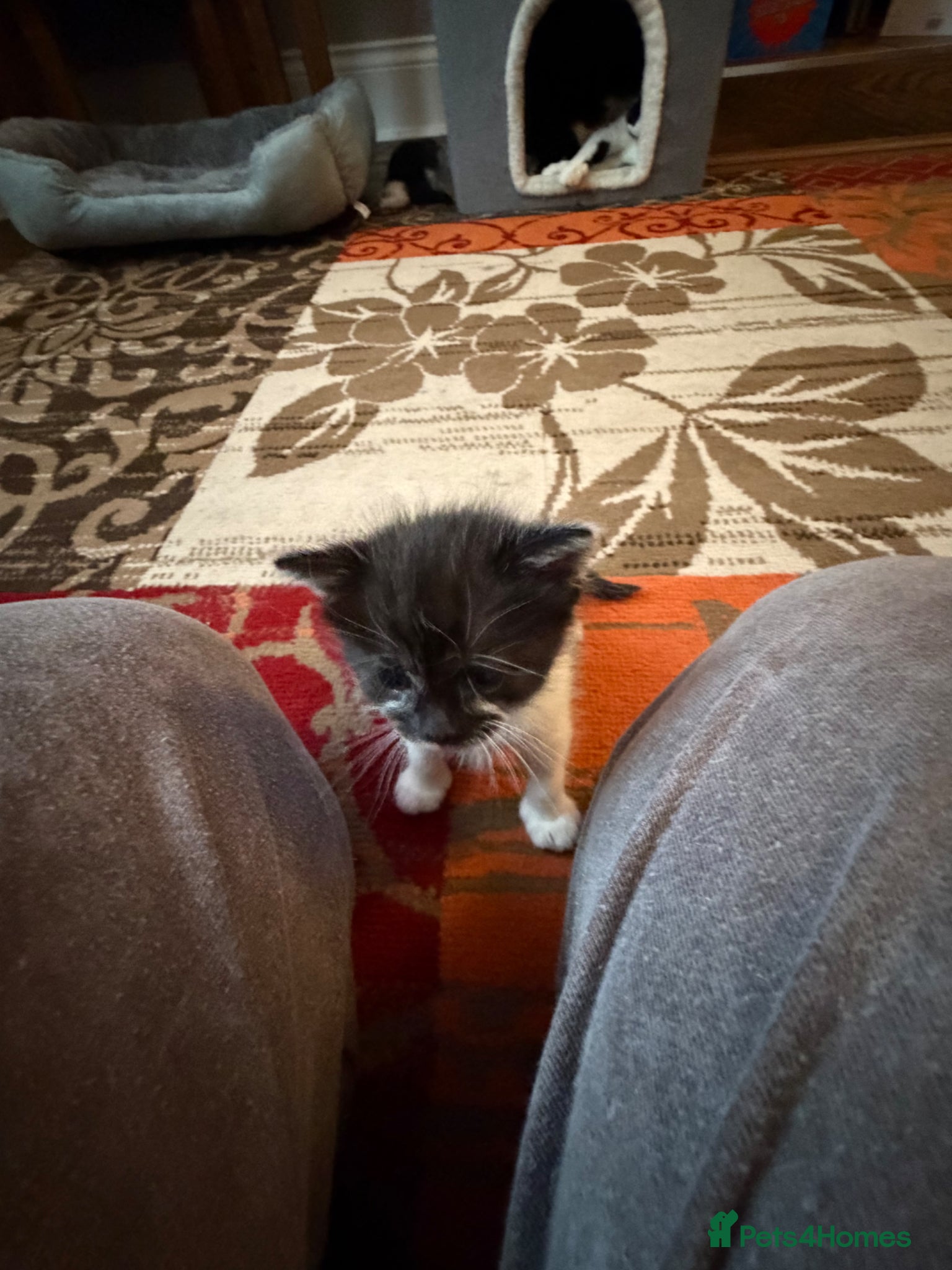 Mixed Breed cats for sale: Kittens for sale  - Advert 14