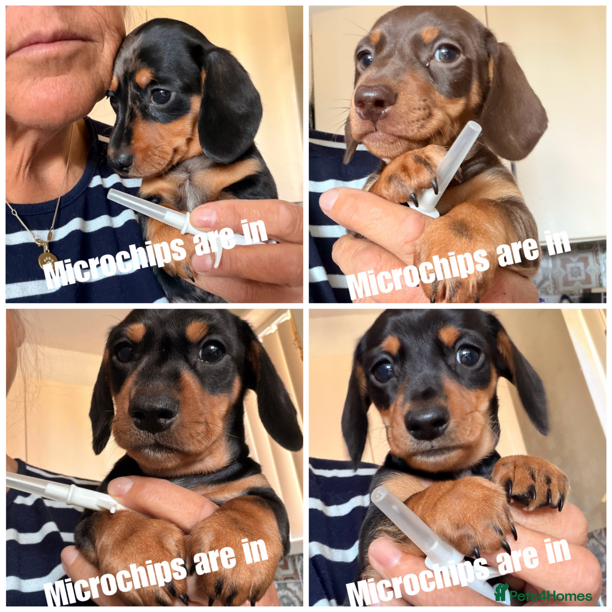 Miniature Dachshund dogs Licensed. Min smooth, kc/pra clear ready 25/5  - Advert 16