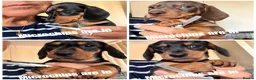 Miniature Dachshund dogs for sale: Licensed. Min smooth, kc/pra clear ready 25/5  - Advert 2