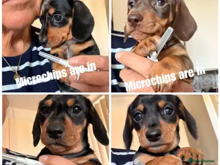 Miniature Dachshund dogs Licensed. Min smooth, kc/pra clear ready 25/5 - Advert 16