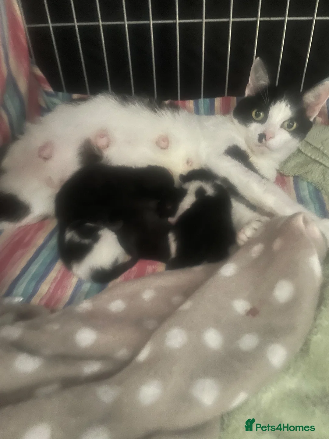 Mixed Breed cats for sale: Cheeky little curtain climbers  - Advert 16