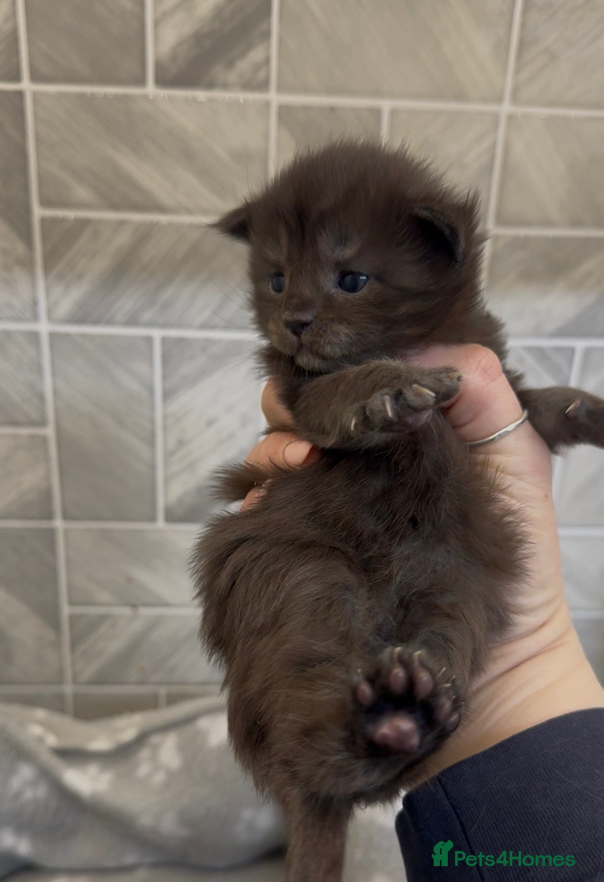 Maine Coon cats Black Smoke & Blue Smoke Maine Coon Kittens - Advert 10