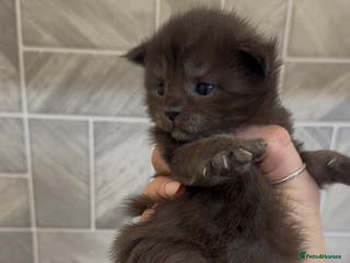 Maine Coon cats Black Smoke & Blue Smoke Maine Coon Kittens - Advert 10