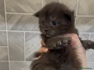 Maine Coon cats Black Smoke & Blue Smoke Maine Coon Kittens - Advert 15