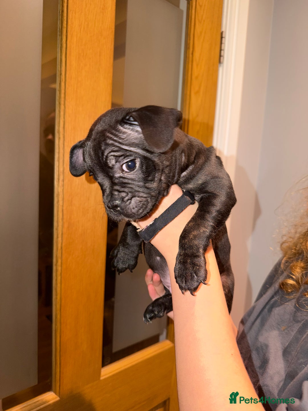 Mixed Breed dogs for sale: French staffys - Image 12