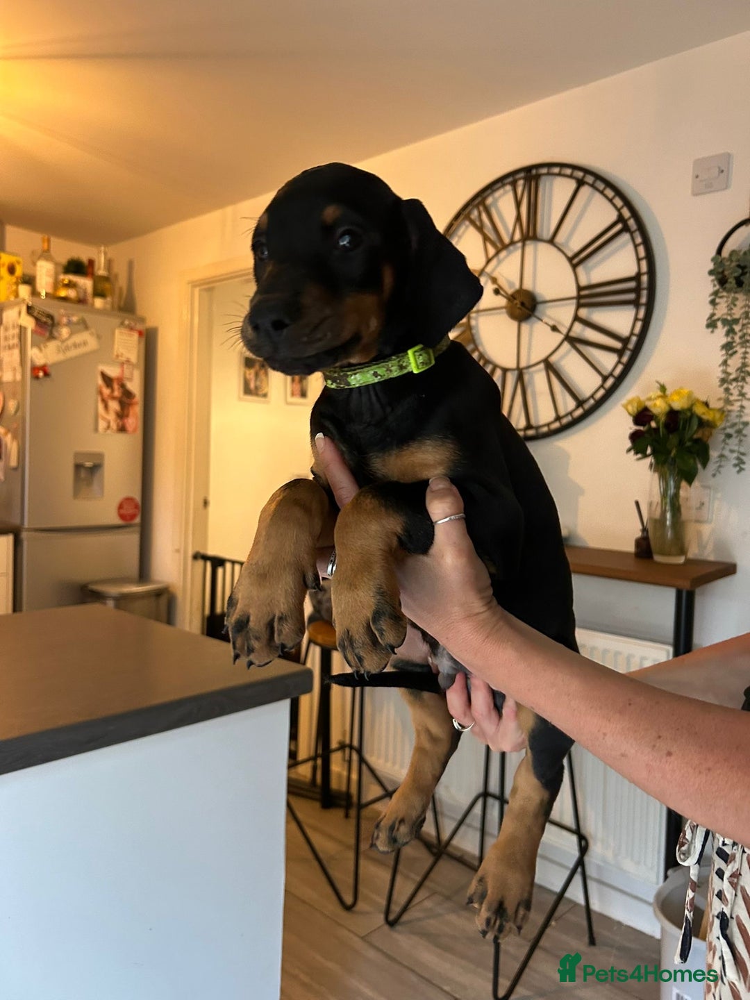 Dobermann dogs for sale: 9 KC Reg pedigree Doberman puppies - Image 20