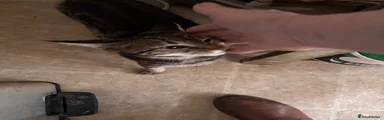 Bengal 5