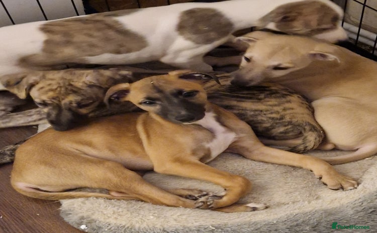 Whippet dogs - Advert 1