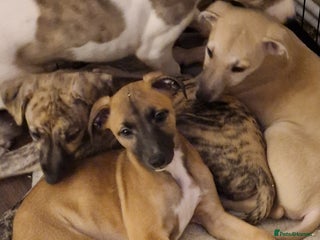 Whippet dogs - Advert 8