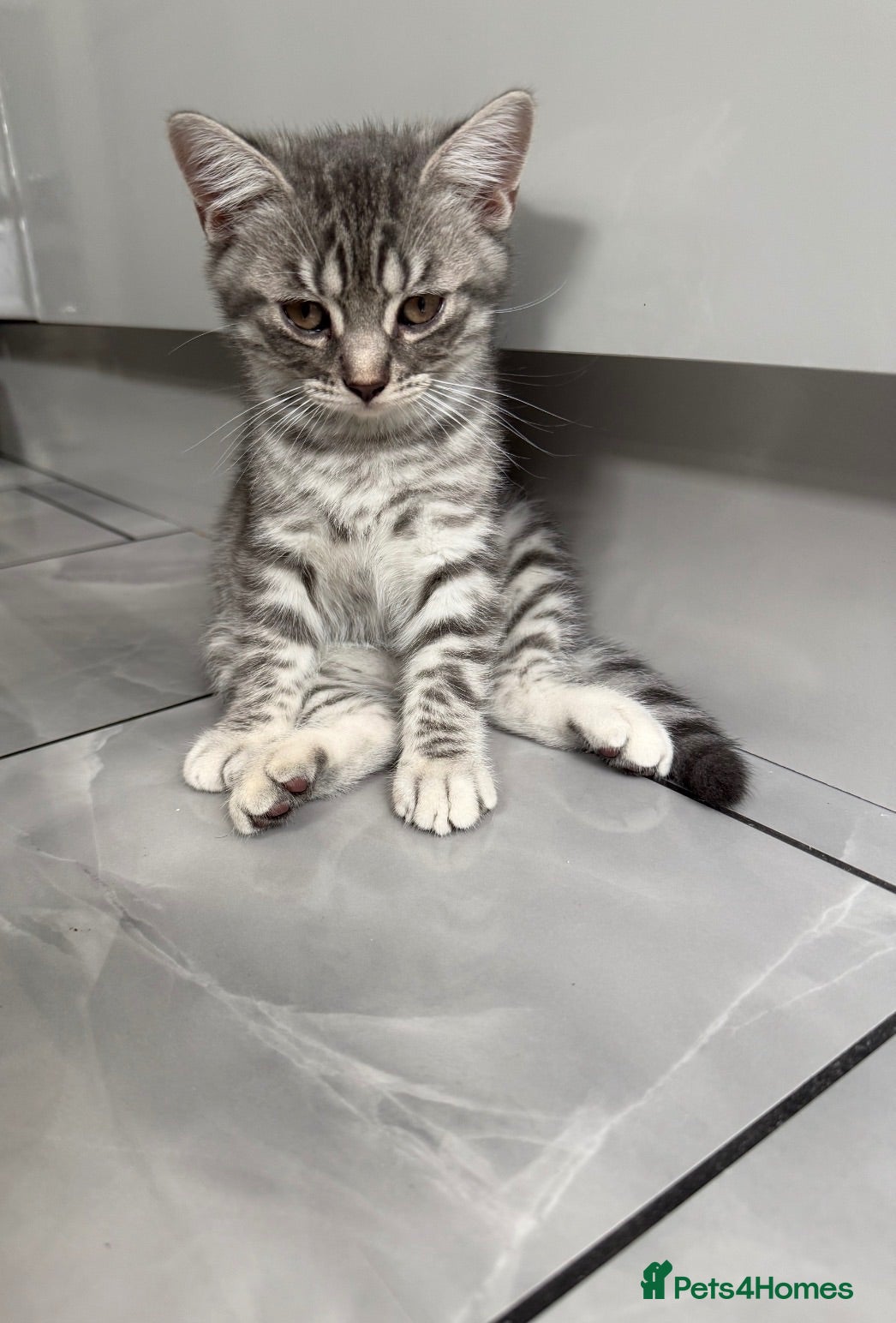 British Shorthair cats Beautiful Scottish Fold&Straight –Silver tabby’s  - Advert 8