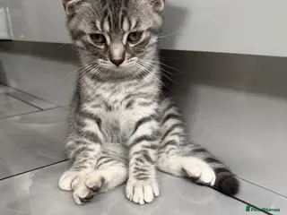 British Shorthair cats Beautiful Scottish Fold&Straight –Silver tabby’s - Advert 8