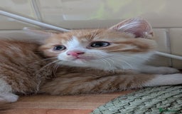 Mixed Breed cats for sale: Kitten for sale , ready to go asap  - Image 2