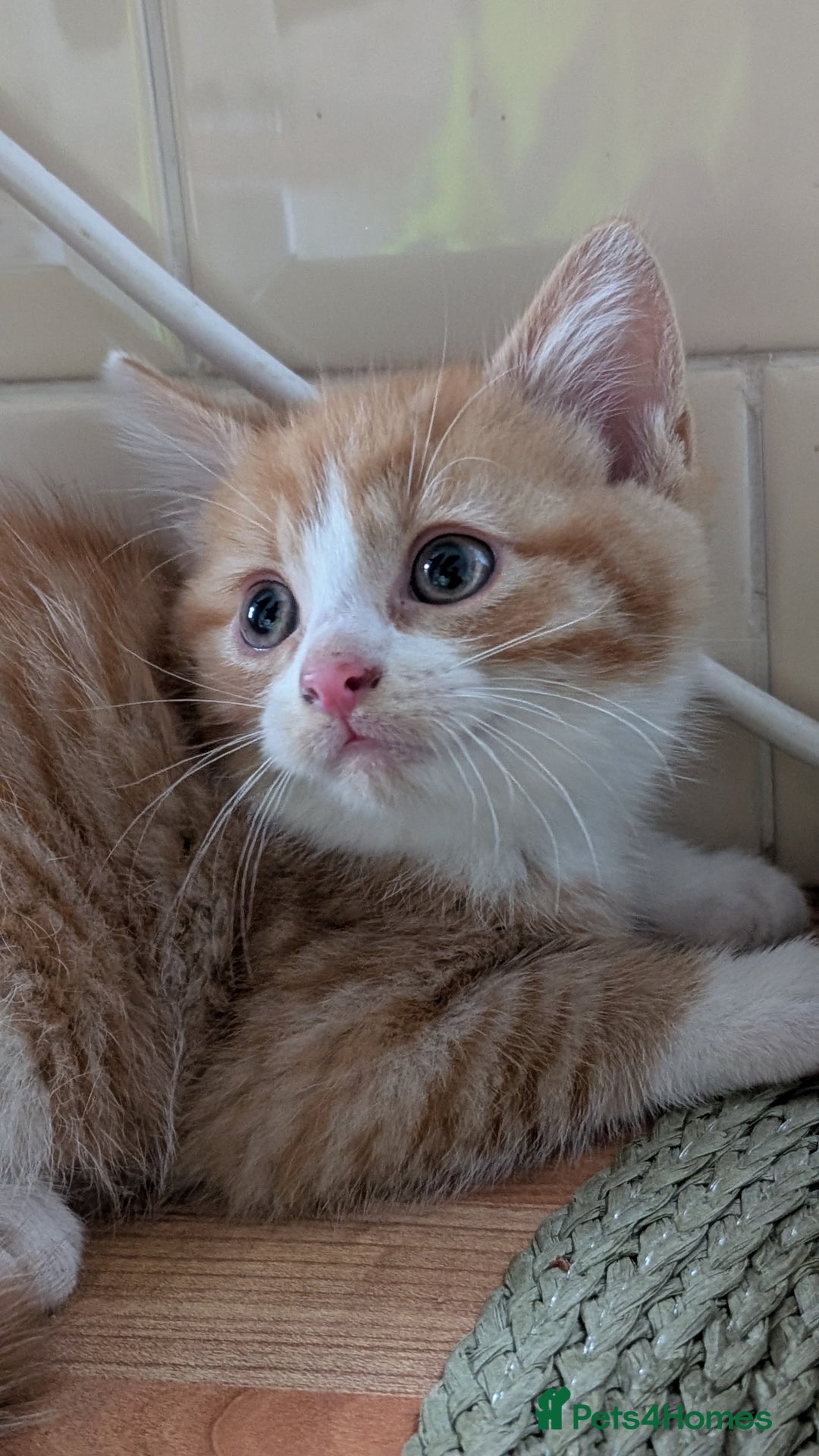 Mixed Breed cats for sale: Kitten for sale , ready to go asap  - Image 2