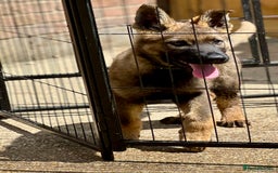 German Shepherd dogs for sale: Awesome Male Kennel Club Reg’d GSD Pups  in Sturminster Newton - Image 4
