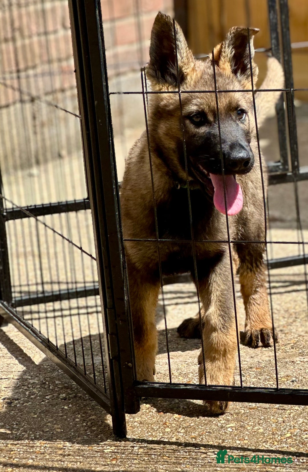 German Shepherd dogs for sale: Awesome Male Kennel Club Reg’d GSD Pups  in Sturminster Newton - Image 4