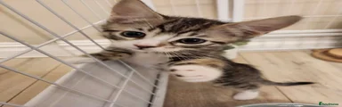 British Shorthair 1