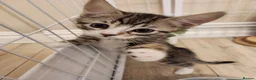 British Shorthair cats for sale: British shorthair cross - Advert 7