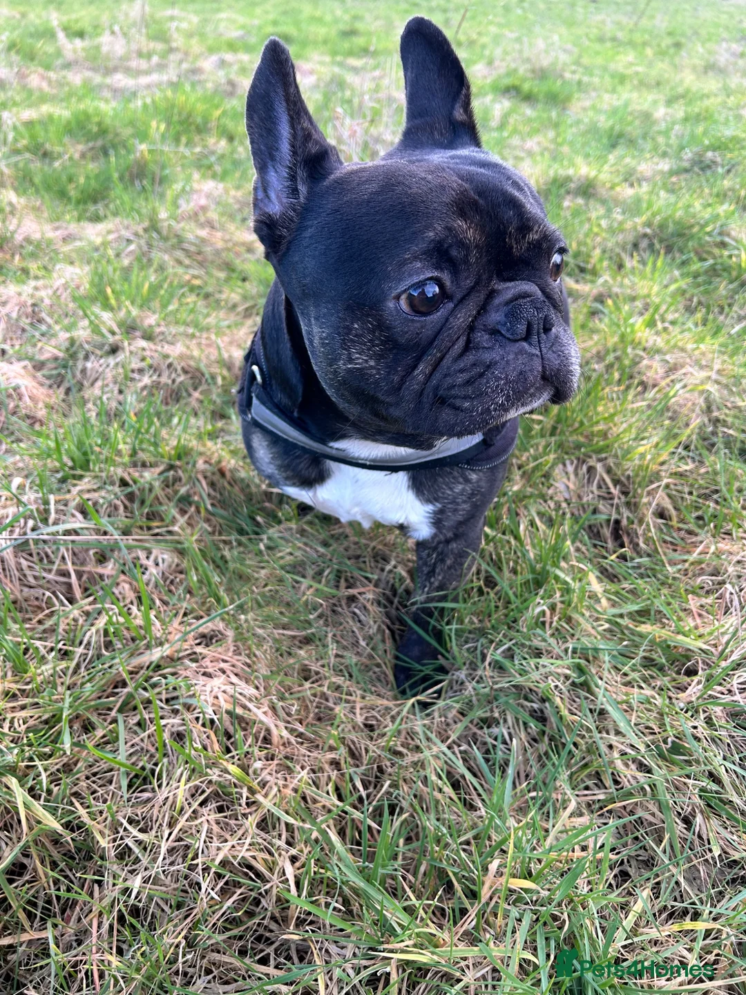 French Bulldog dogs for sale: Hugo  in Rotherham - Advert 1