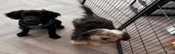 Mixed Breed dogs for adoption: FELIX – 6 MONTHS OLD, ADORABLE BOY PUPPY in Kettering - Advert 10