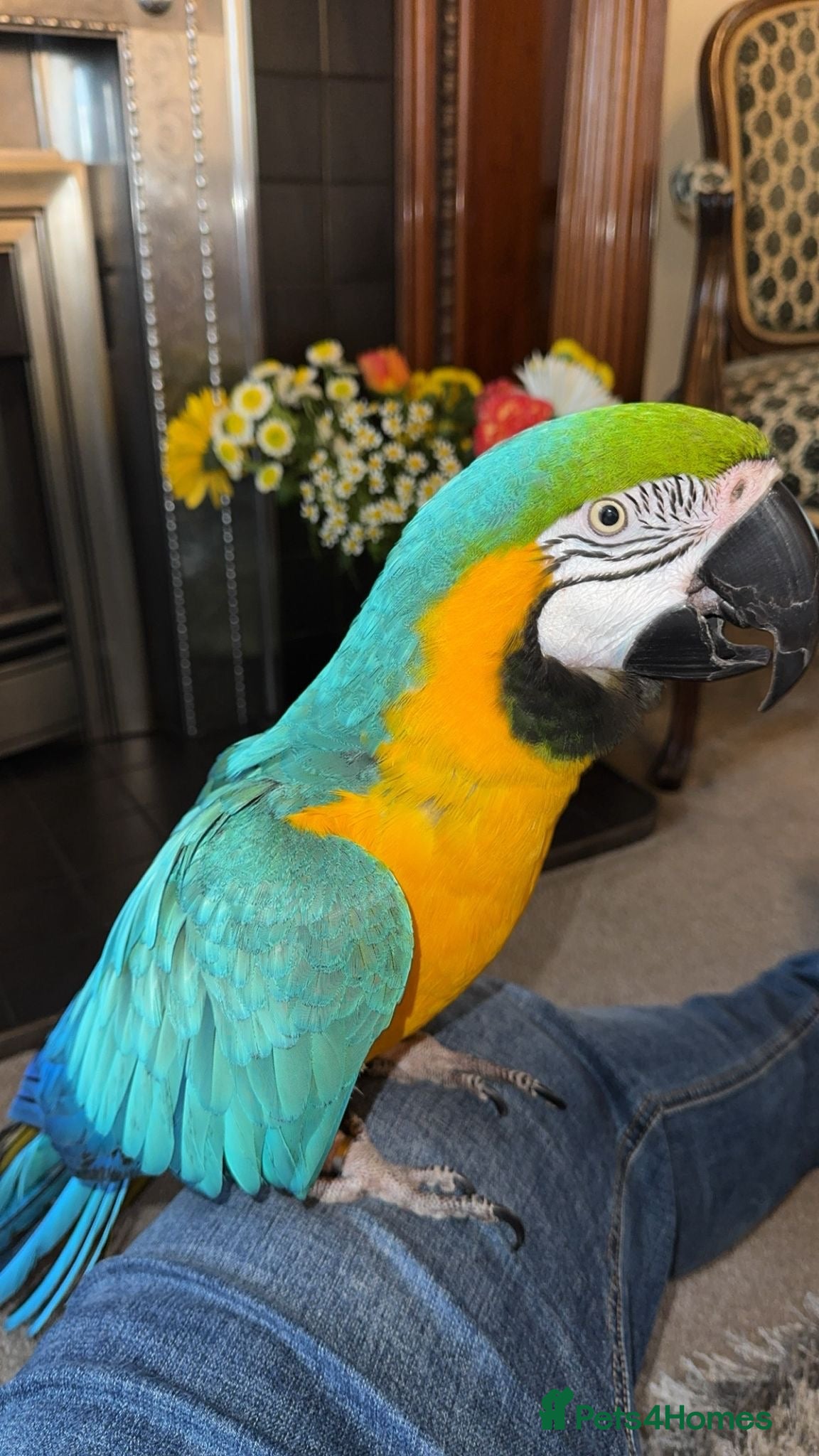 Macaws birds TAME & TALKING BLUE & GOLD MACAW - Advert 5