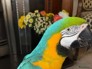 Macaws birds TAME & TALKING BLUE & GOLD MACAW - Advert 5
