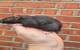 Rat rodents for sale: Last few remaining for the litters.  - Image 2