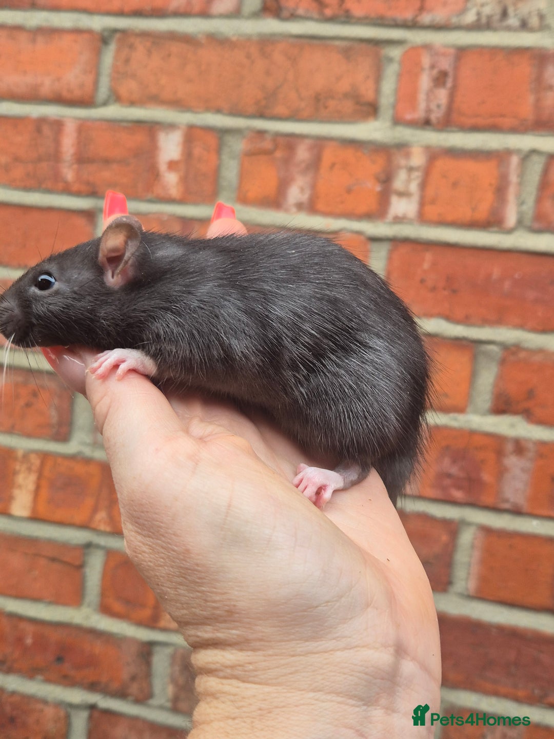 Rat rodents for sale: Last few remaining for the litters.  - Image 2