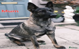 German Shepherd dogs for sale: German Shepherd puppies  - Advert 25
