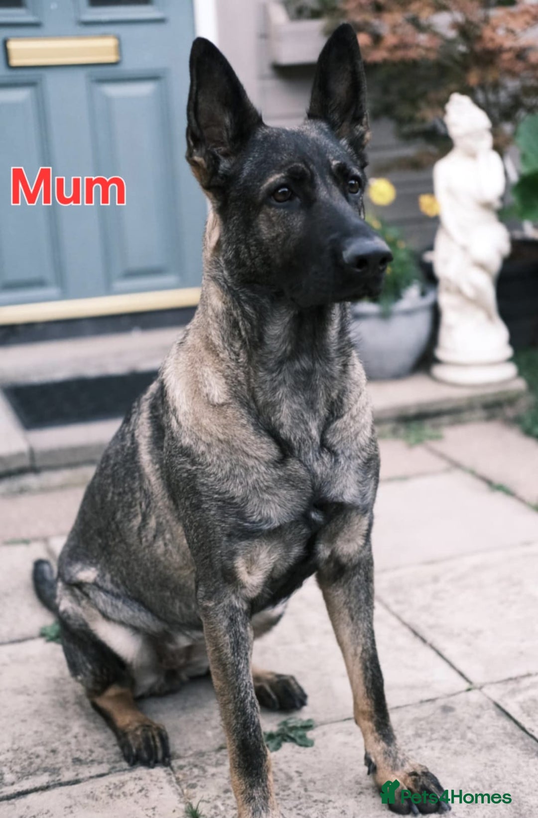 German Shepherd dogs for sale: German Shepherd puppies  - Advert 25