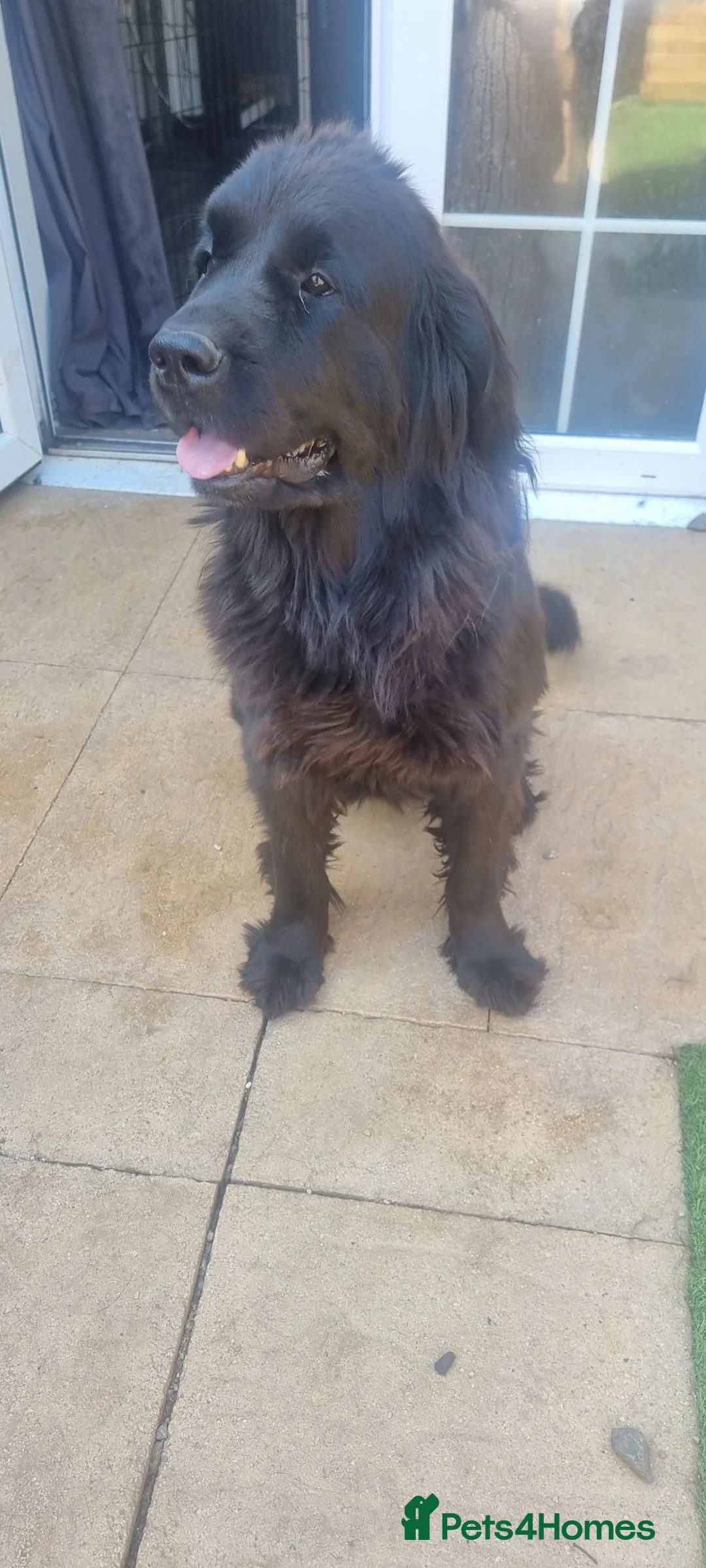 Newfoundland dogs for sale: Newfoundland for sale  - Advert 2