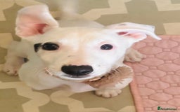 Mixed Breed dogs for sale: Stunning whippet cross female puppy - Image 2