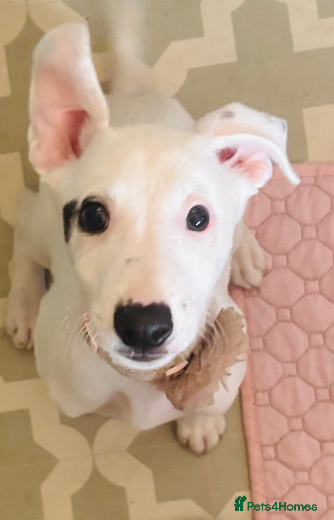 Mixed Breed dogs for sale: Stunning whippet cross female puppy - Image 2