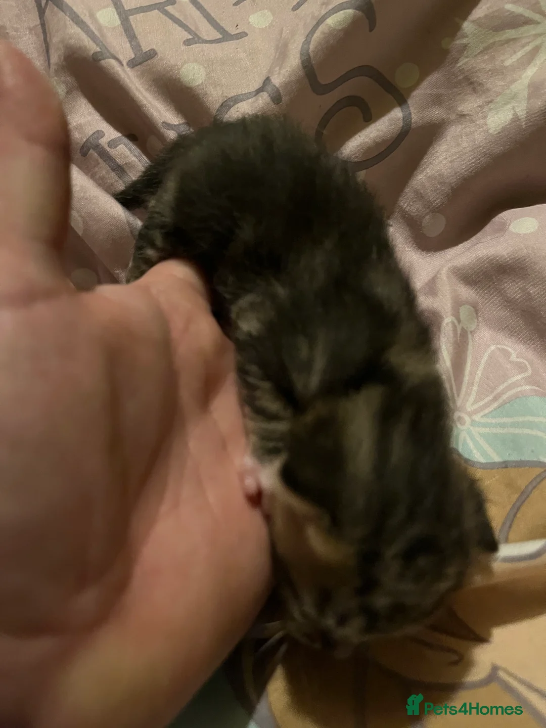 Mixed Breed cats for sale: Gorgeous bengal cross kittens  - Advert 10