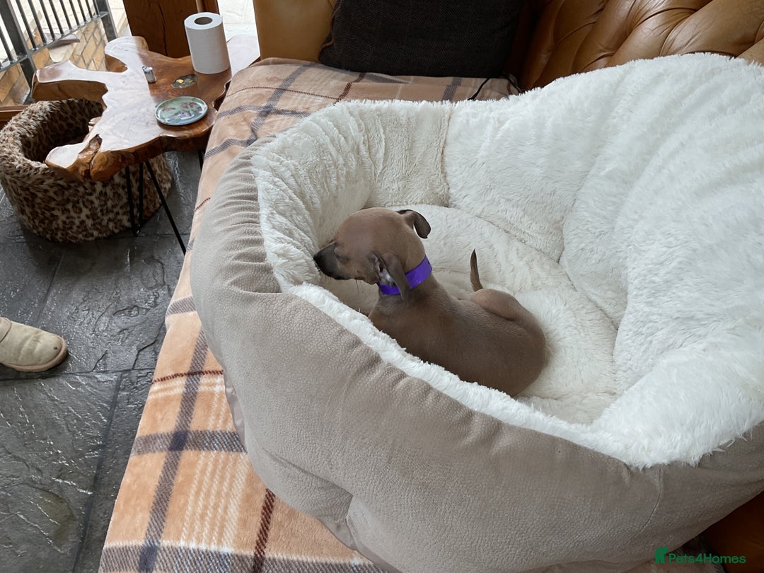 Italian Greyhound dogs for sale:  Beautiful Italian greyhound puppies  - Image 4