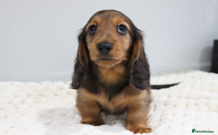 Miniature Dachshund dogs - Advert 1