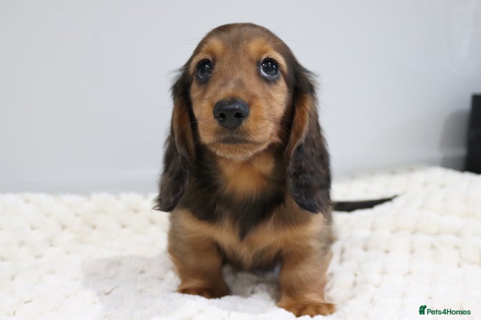 Miniature Dachshund dogs - Advert 5