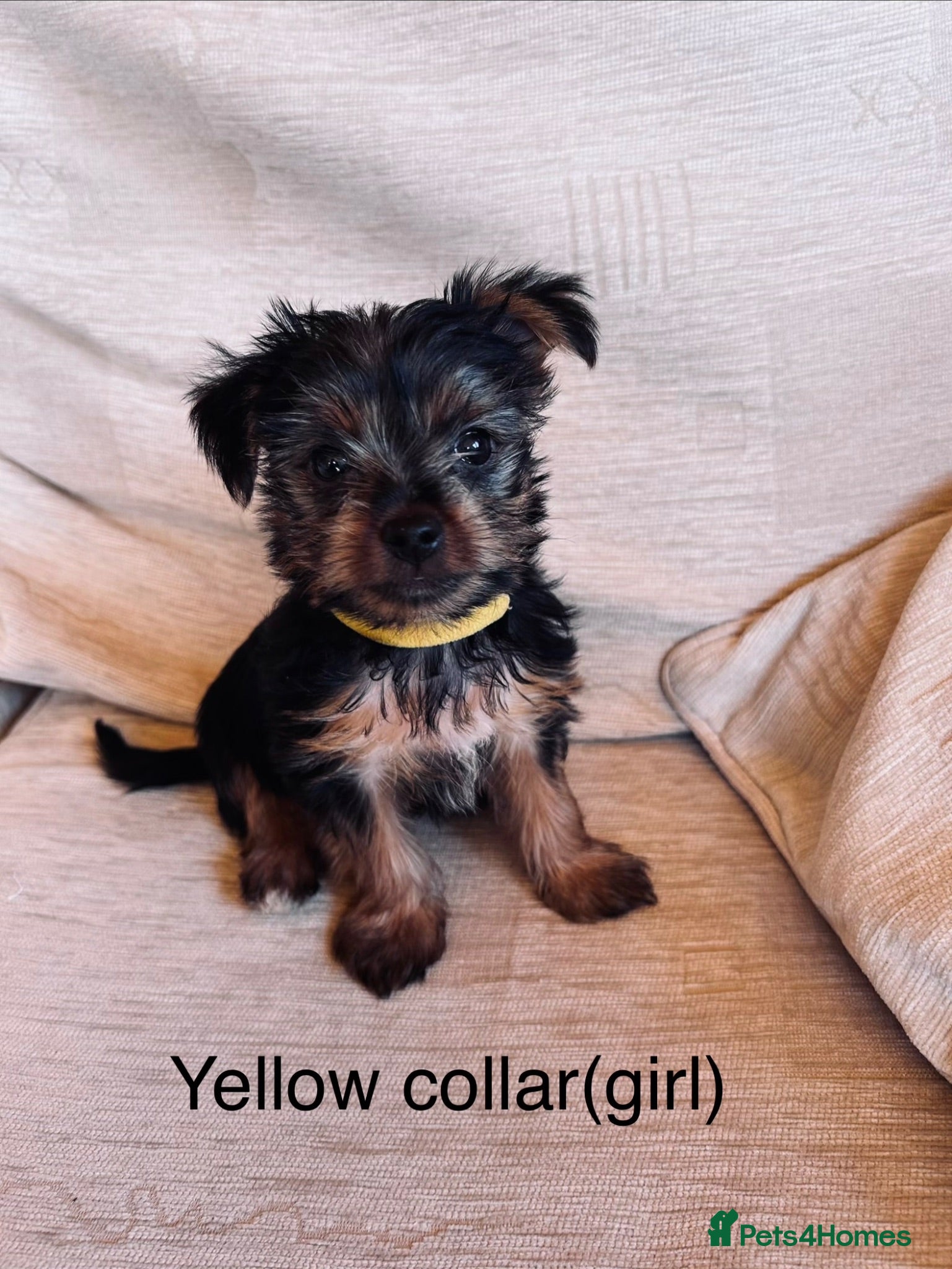 Yorkshire Terrier dogs Tiny Yorkshire terrier puppies  - Advert 1