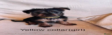 Yorkshire Terrier 4