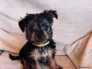 Yorkshire Terrier dogs Tiny Yorkshire terrier puppies - Advert 1