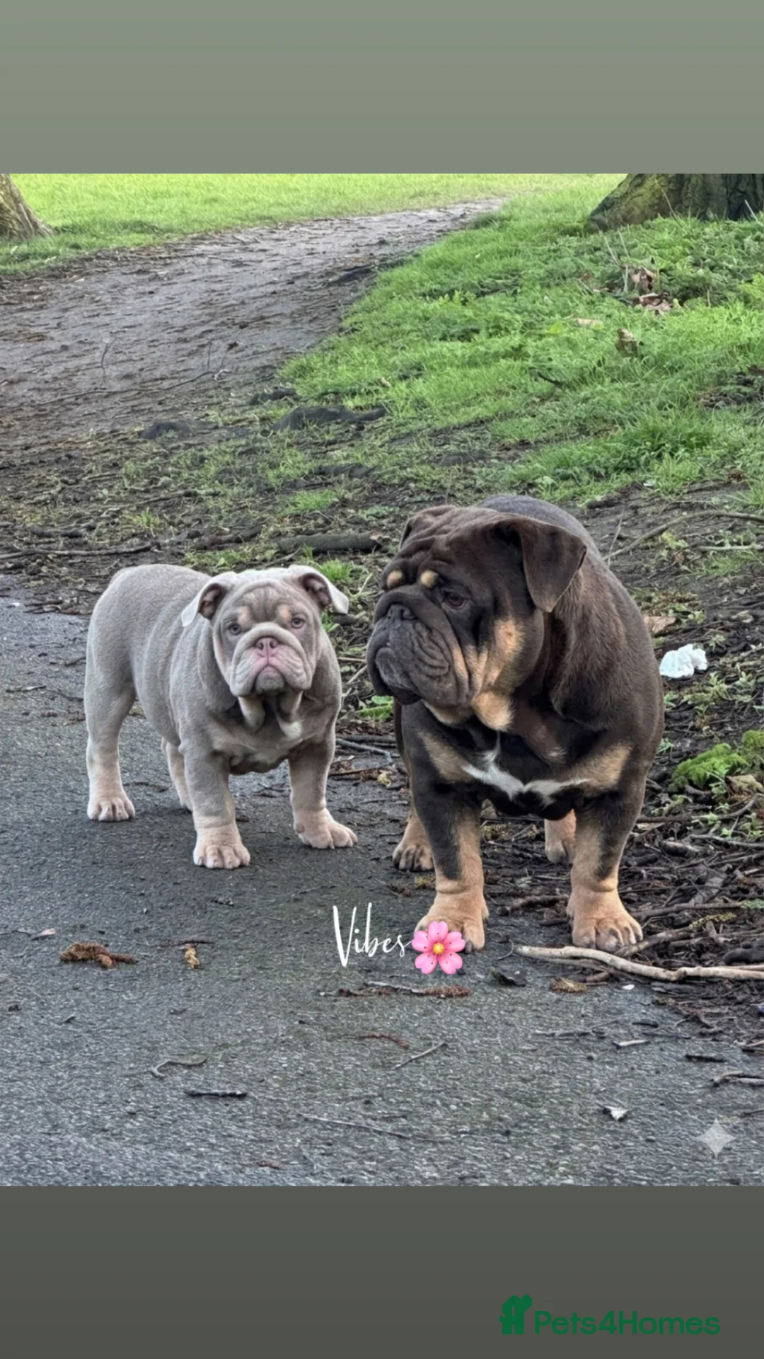 English Bulldog dogs for sale: Mr MAVERICK 🩸 - Advert 1