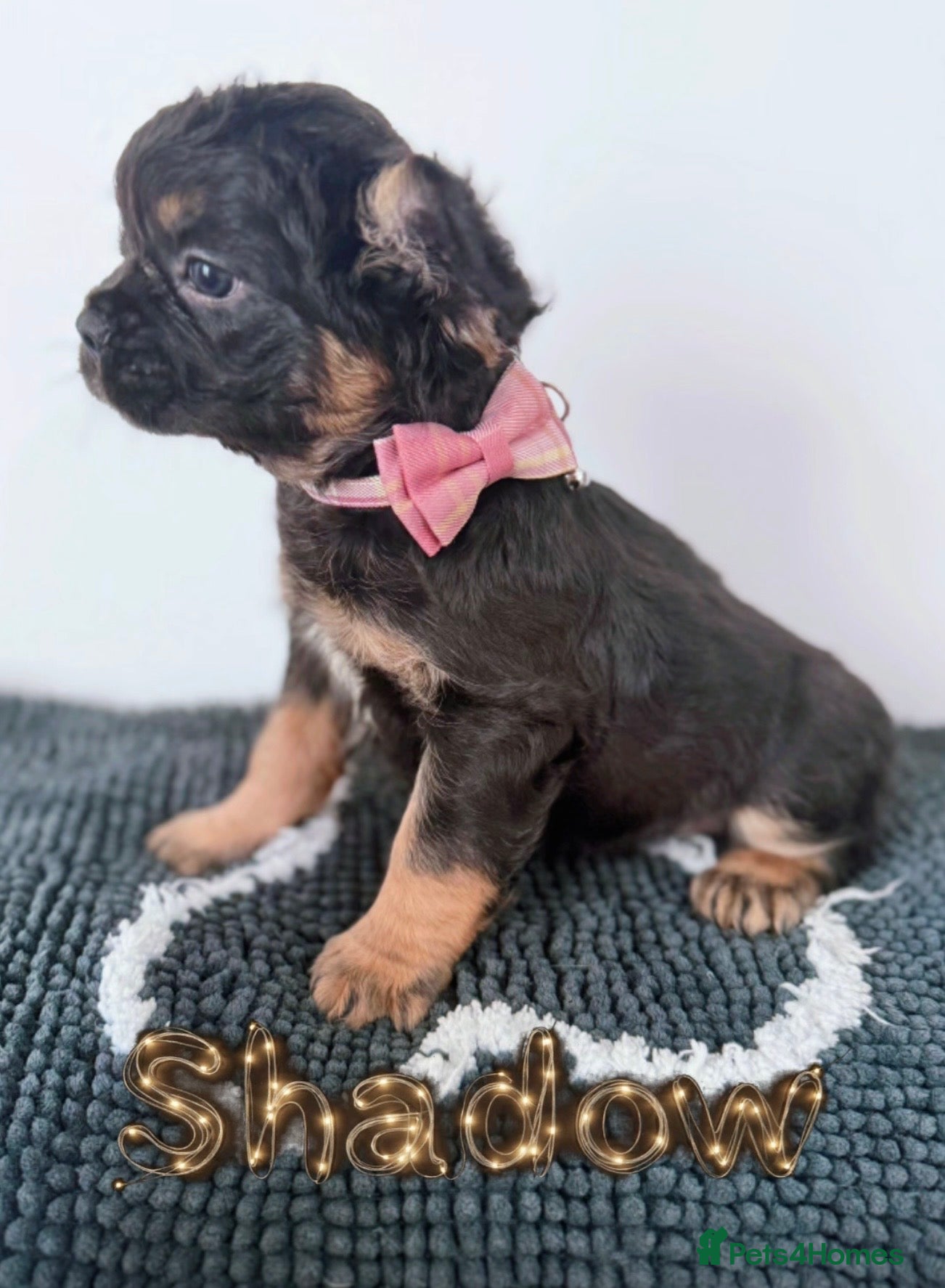 French Bulldog dogs 2 Stunning Girls left!  - Advert 1