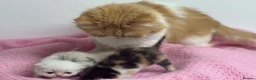 Exotic cats for sale: 3 beautiful quality exotic kittens - Advert 30