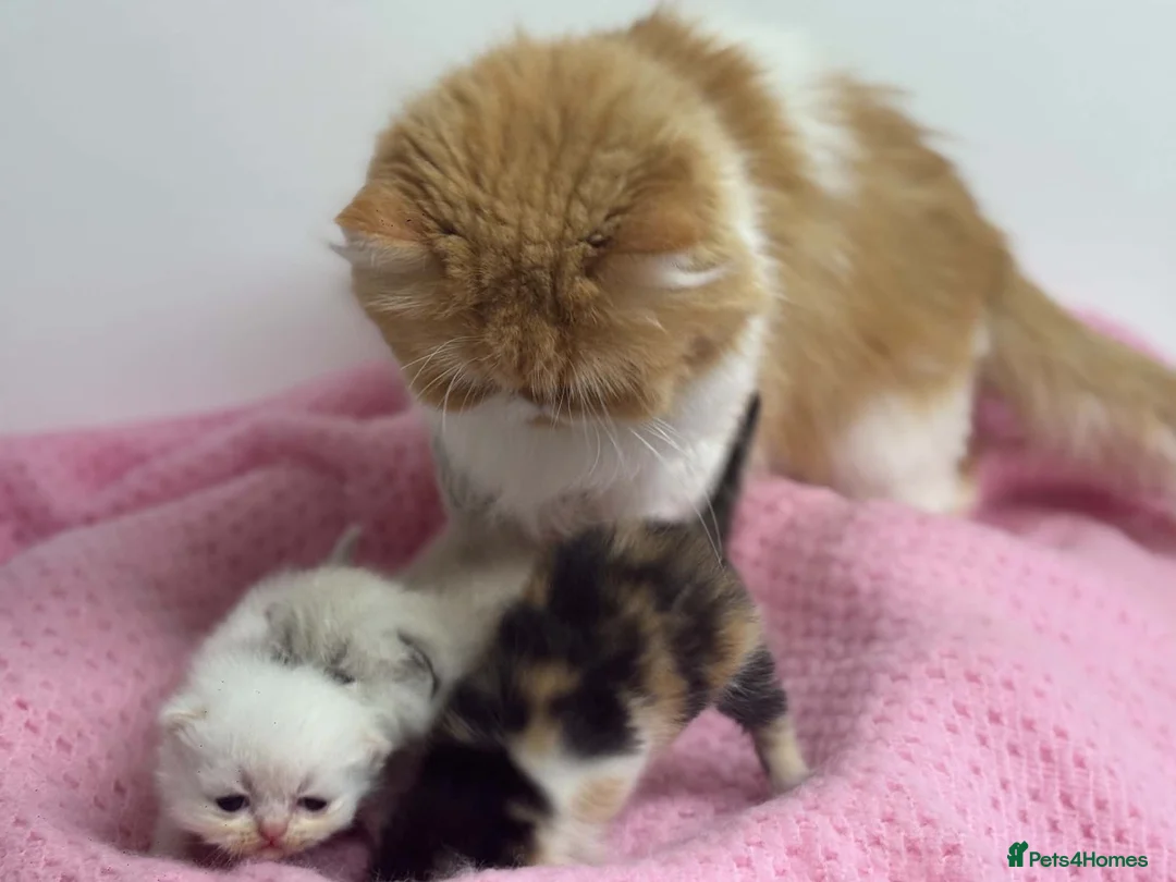 Exotic cats for sale: 3 beautiful quality exotic kittens - Advert 30