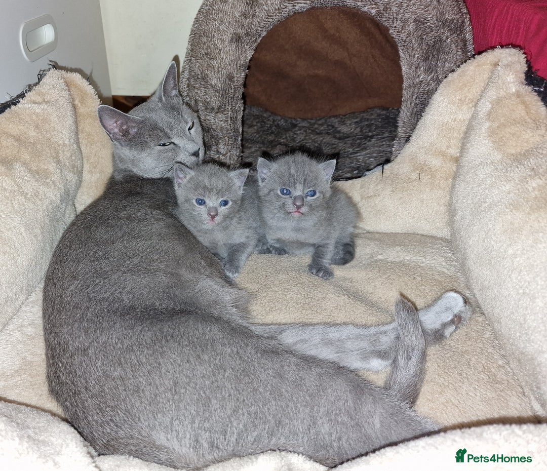 Russian Blue cats for sale: Pure Russian Blue kitten GIRL - Image 3